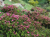 01_Fioriscono i rododendri